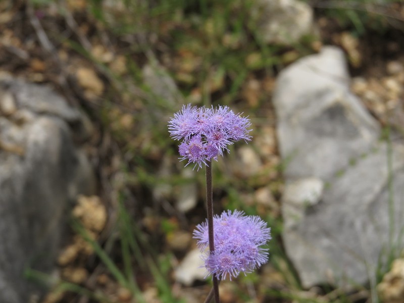 Ageratum tehuacanum photo 5