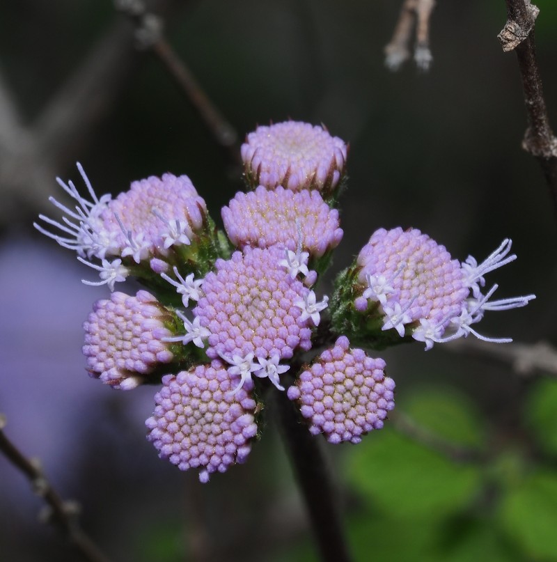 Ageratum tehuacanum photo 6