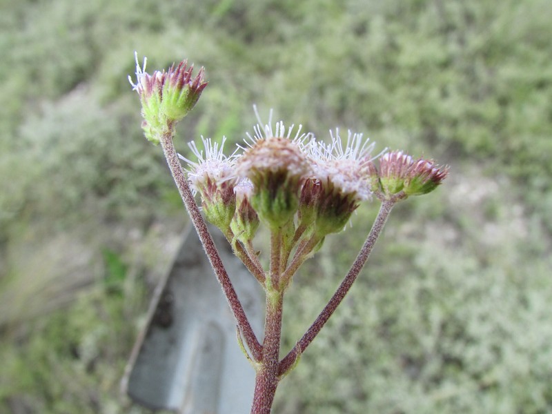 Ageratum tehuacanum photo 7