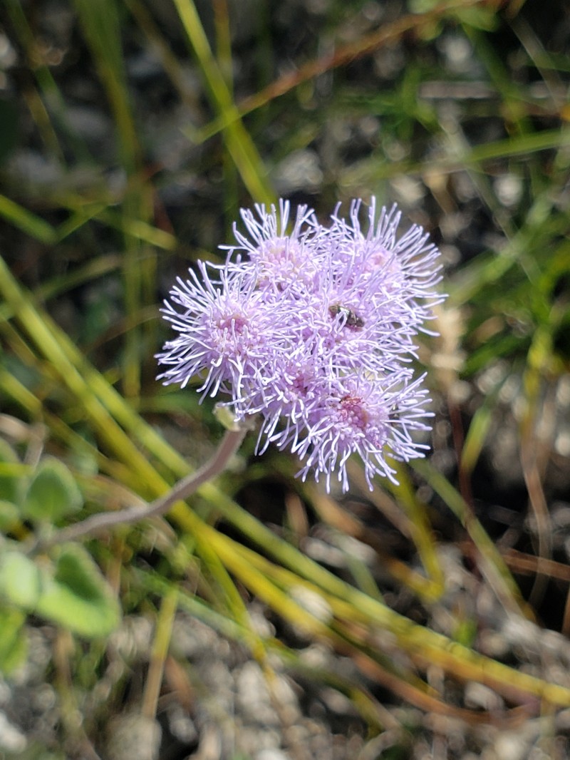 Ageratum tehuacanum photo 8