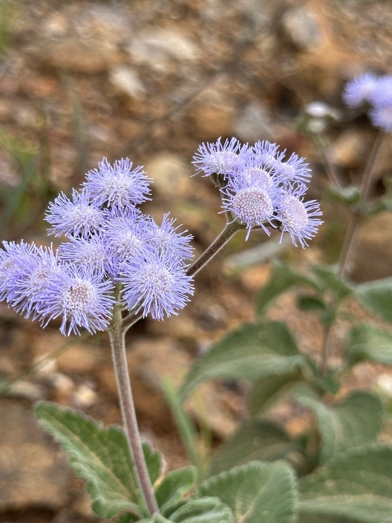 Ageratum tomentosum