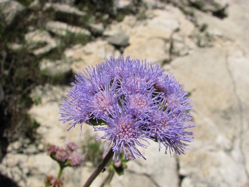 Ageratum tomentosum photo 2