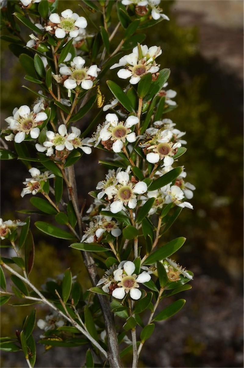 Aggreflorum benwellii photo 2