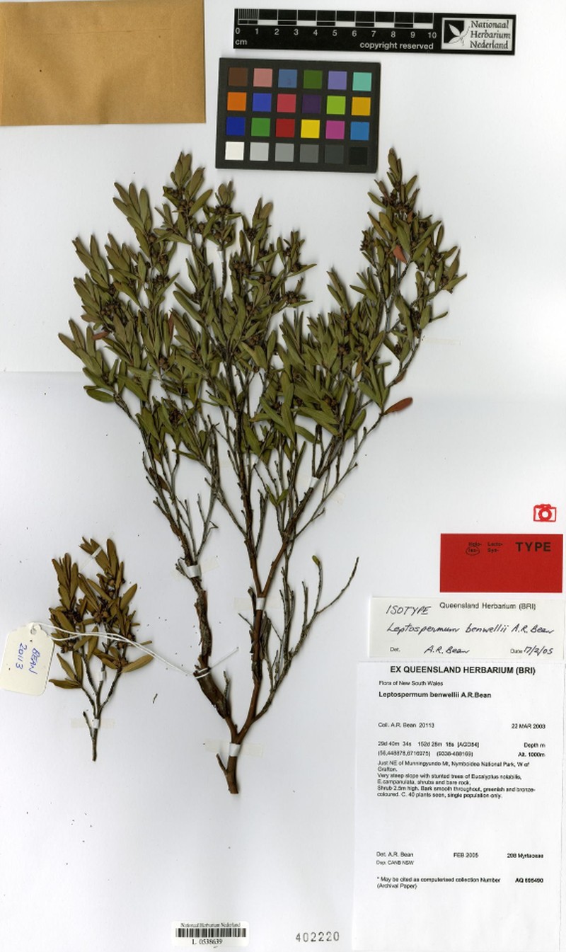 Aggreflorum benwellii