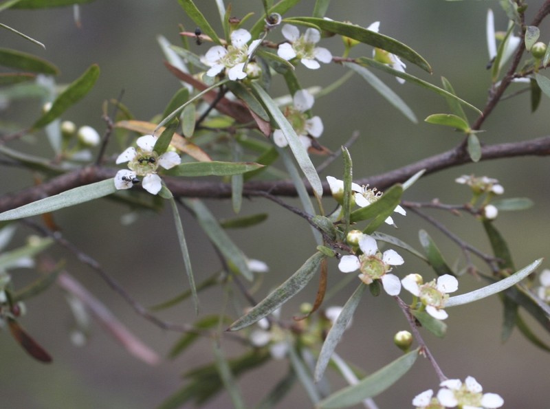 Leptospermum brachyandrum