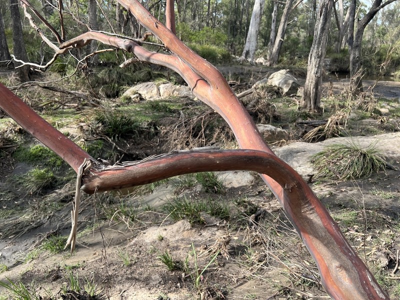 Leptospermum brachyandrum photo 2