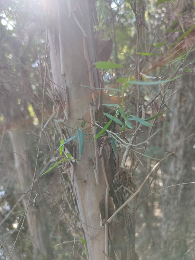 Leptospermum brachyandrum photo 3
