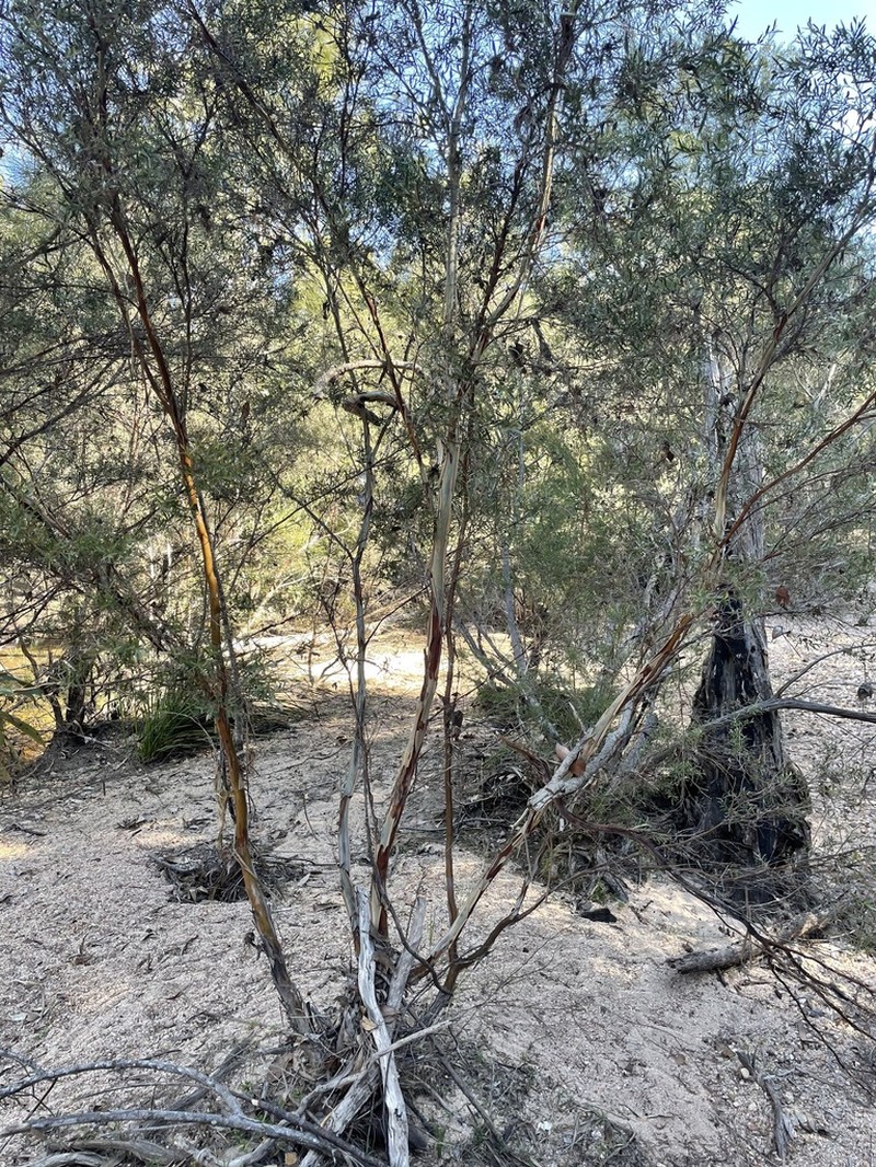 Leptospermum brachyandrum photo 4