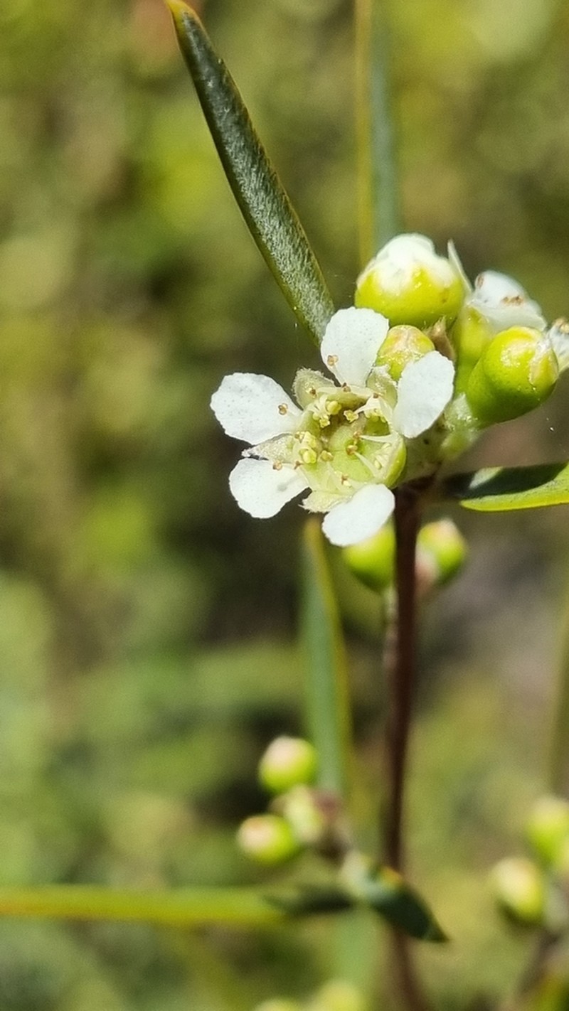 Leptospermum brachyandrum photo 5