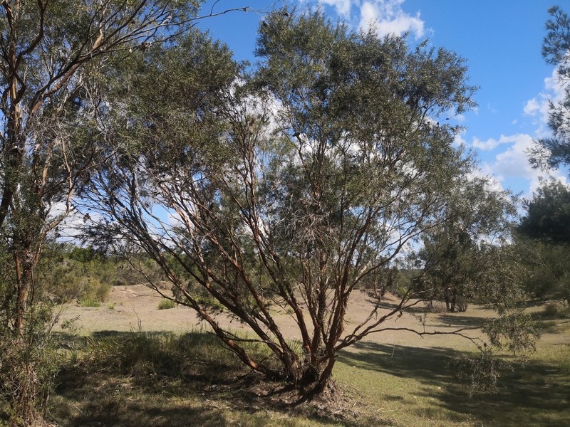 Leptospermum brachyandrum photo 7