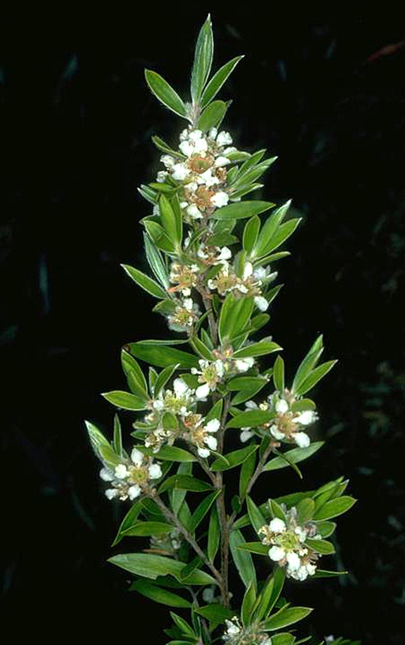 Aggreflorum ellipticum