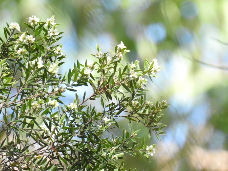 Aggreflorum ellipticum photo 2