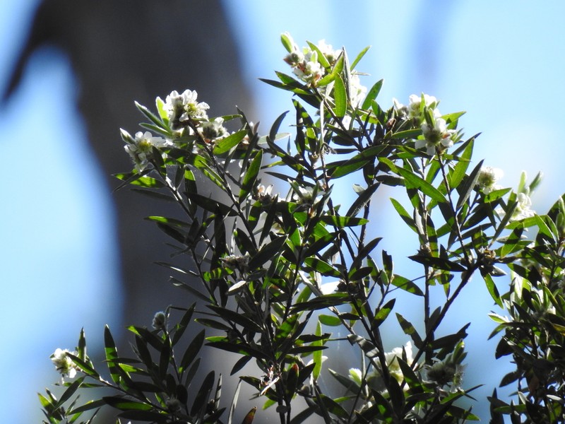 Aggreflorum ellipticum photo 3