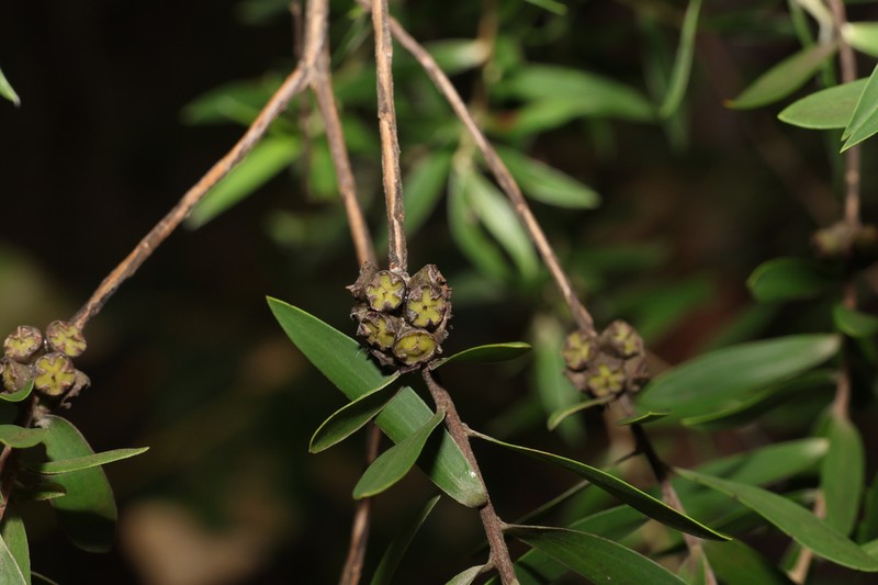 Aggreflorum ellipticum photo 4