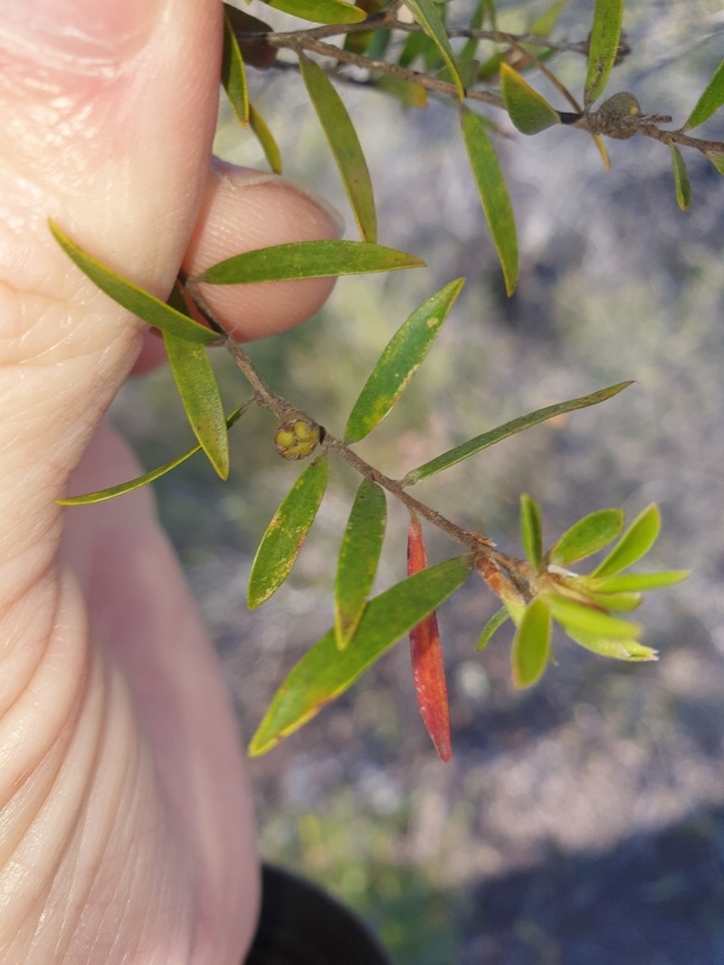 Aggreflorum ellipticum photo 5