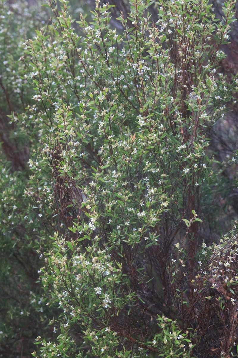 Aggreflorum ellipticum photo 6