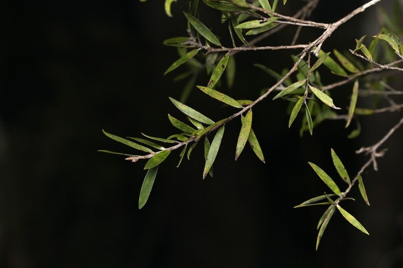 Aggreflorum ellipticum photo 7