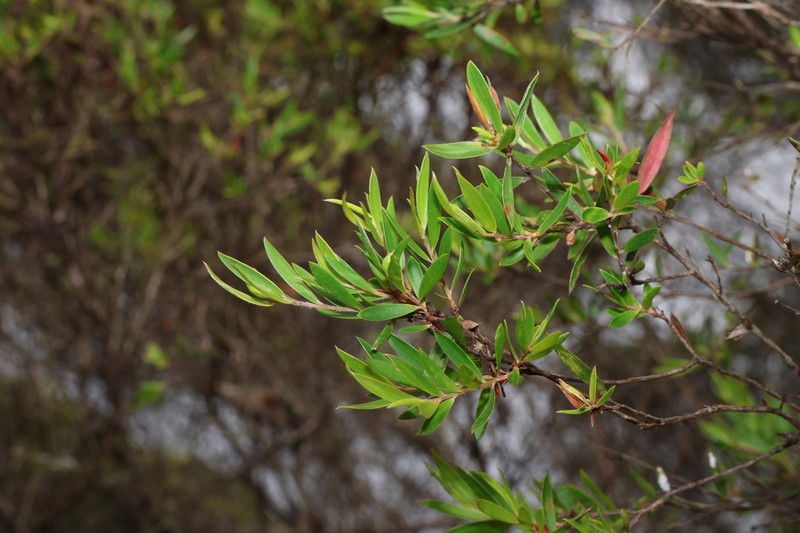 Aggreflorum ellipticum photo 8