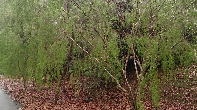 Aggreflorum longifolium