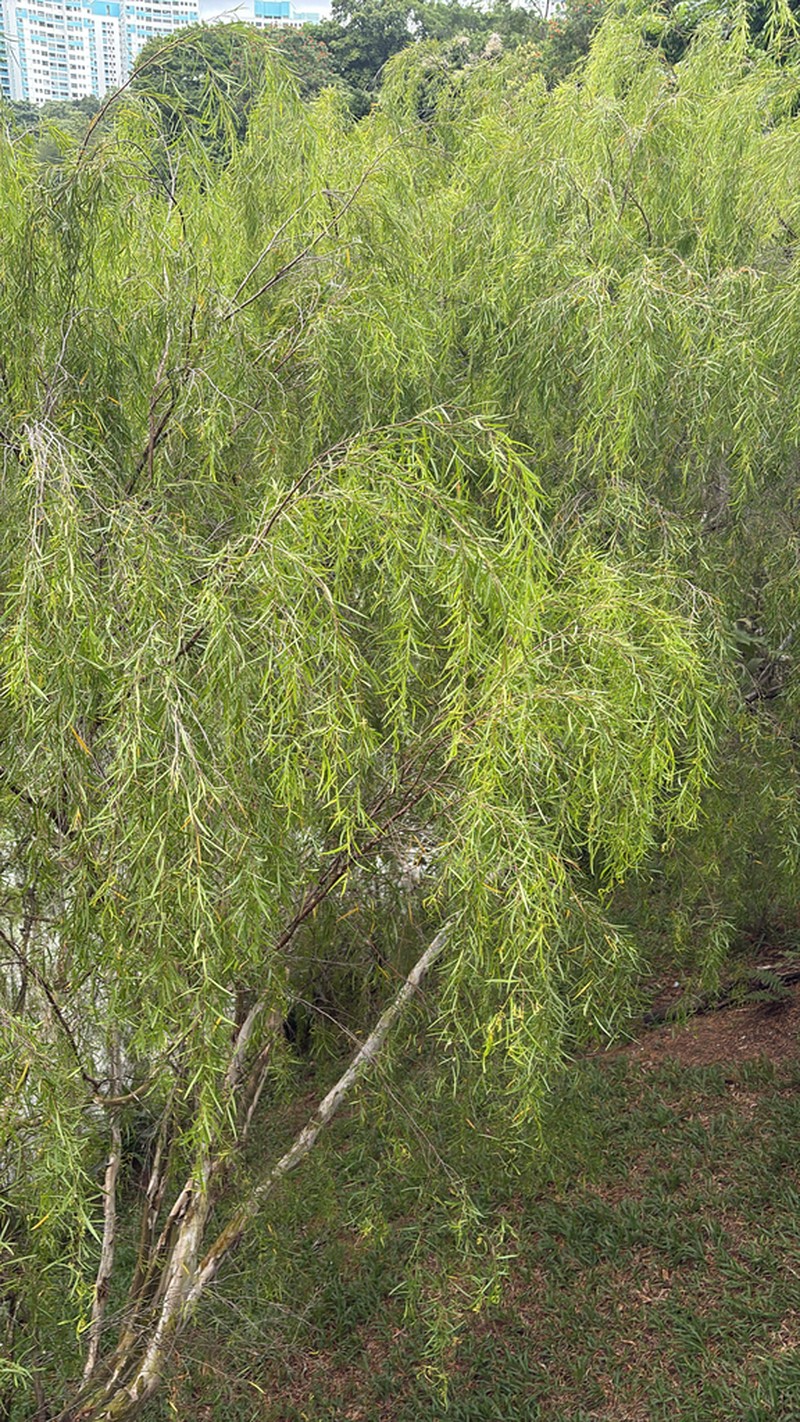 Aggreflorum longifolium photo 2