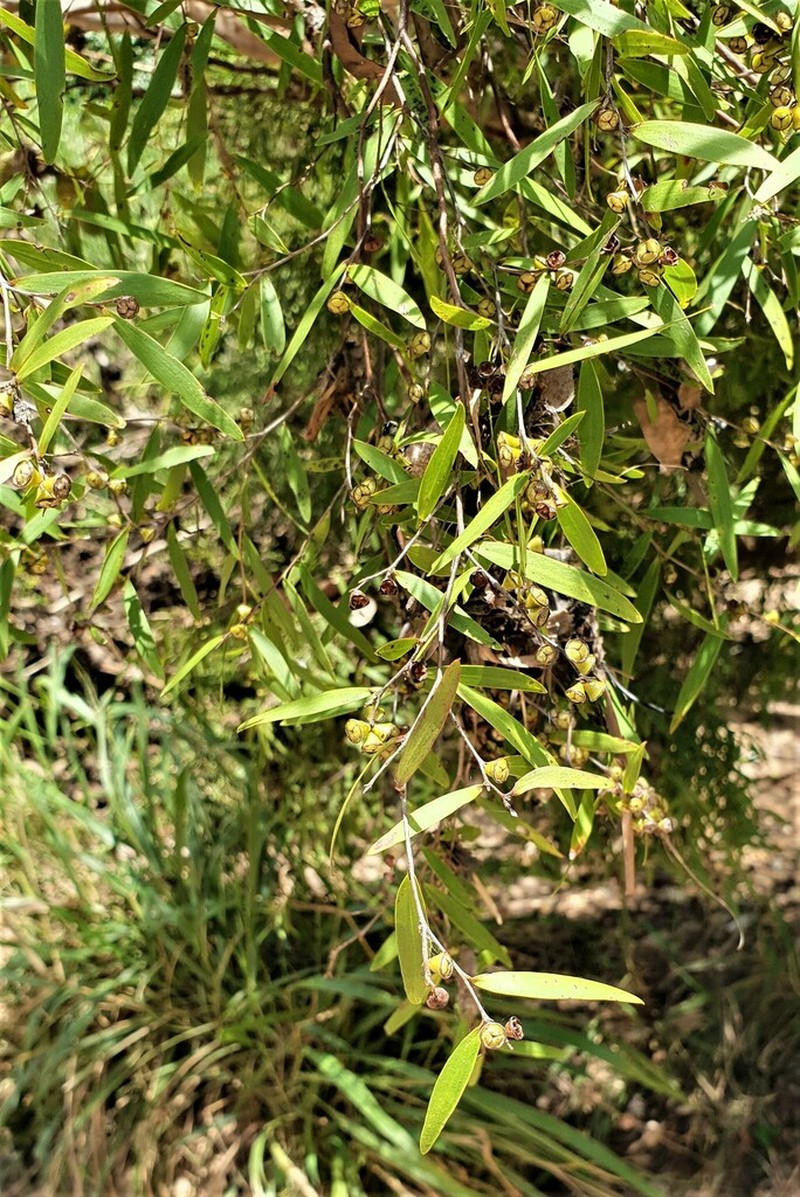 Aggreflorum longifolium photo 4