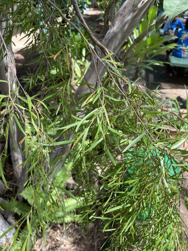Aggreflorum longifolium photo 5