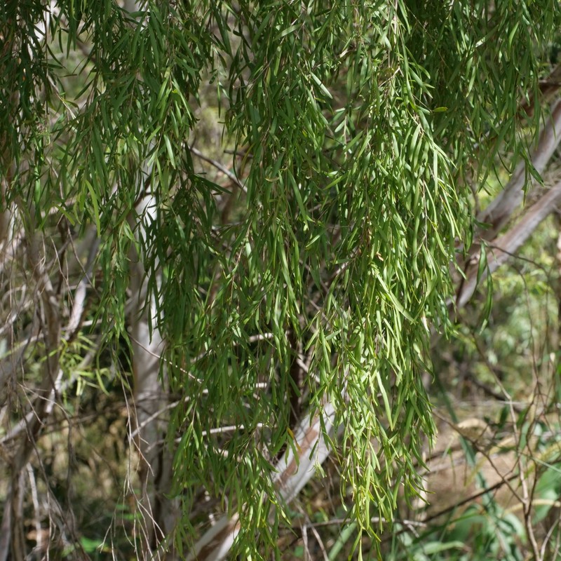 Aggreflorum longifolium photo 7