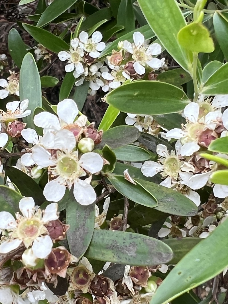Aggreflorum luehmannii