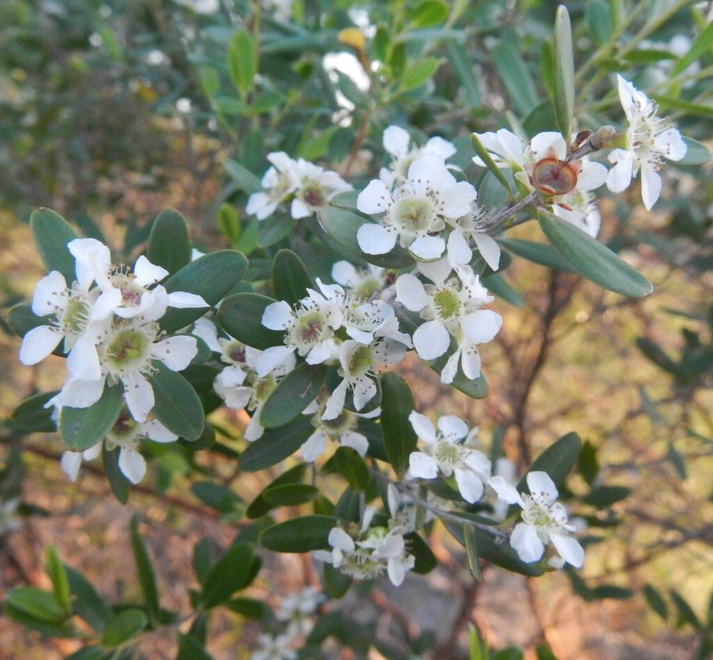 Aggreflorum luehmannii photo 4