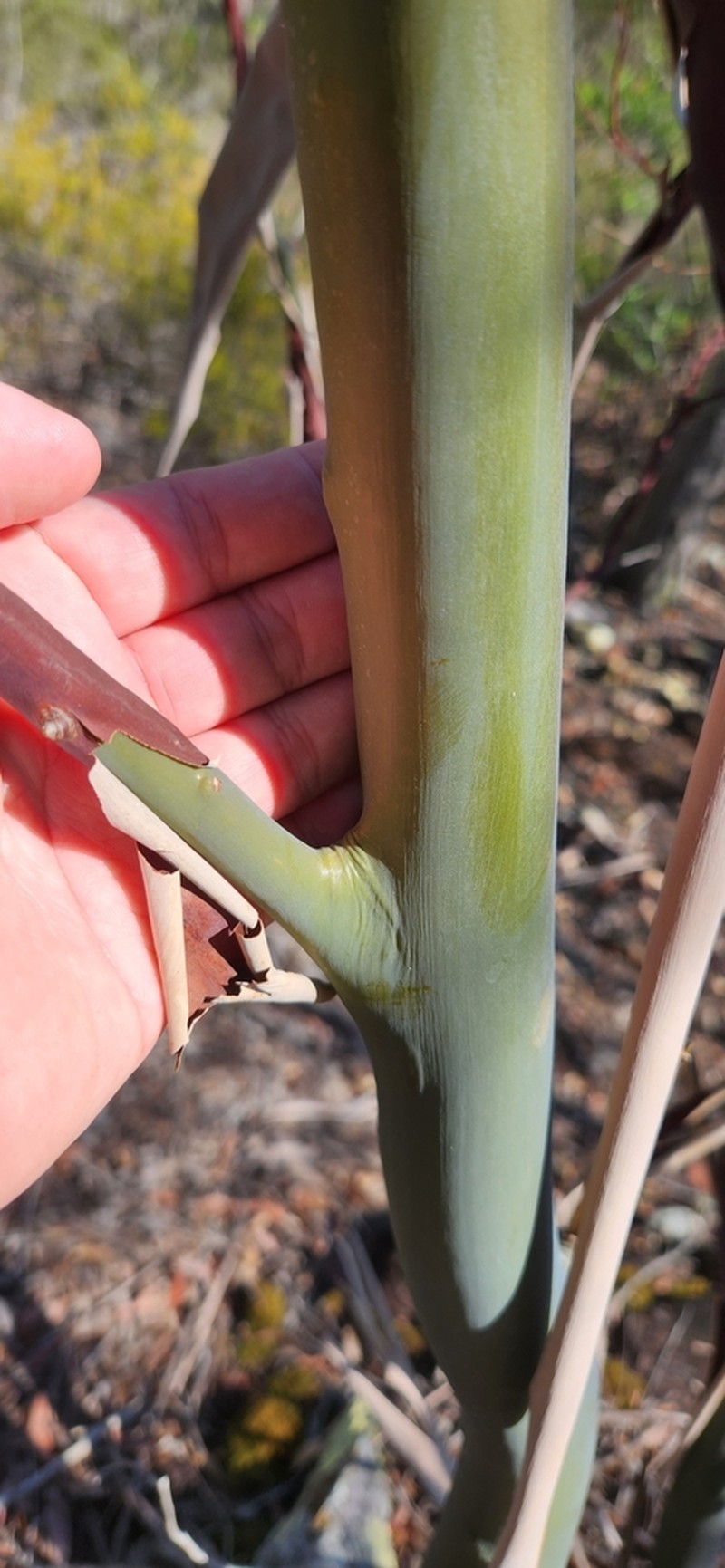 Aggreflorum luehmannii photo 5