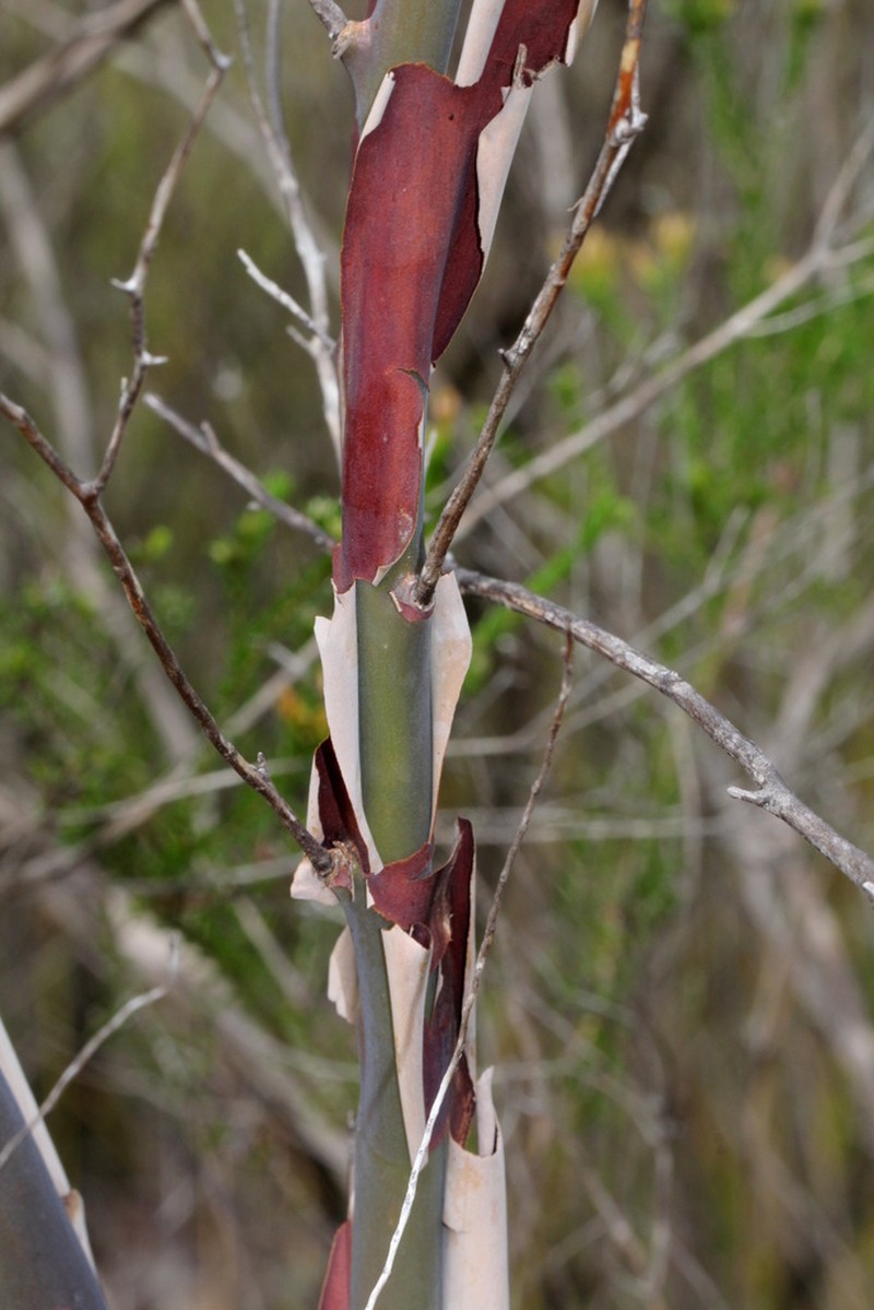 Aggreflorum luehmannii photo 6
