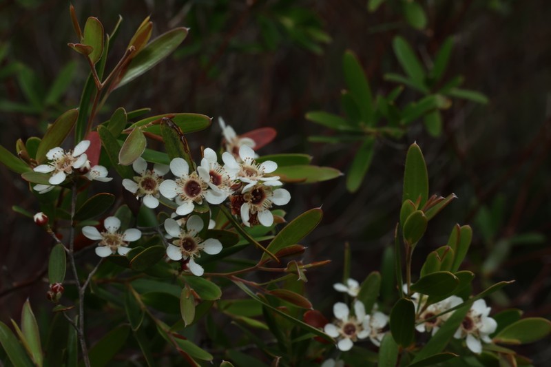 Aggreflorum luehmannii photo 7