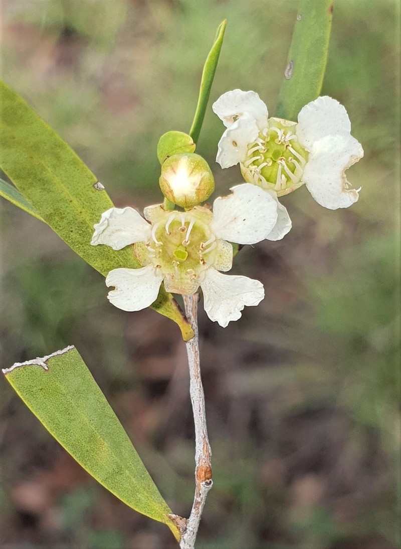 Aggreflorum pallidum