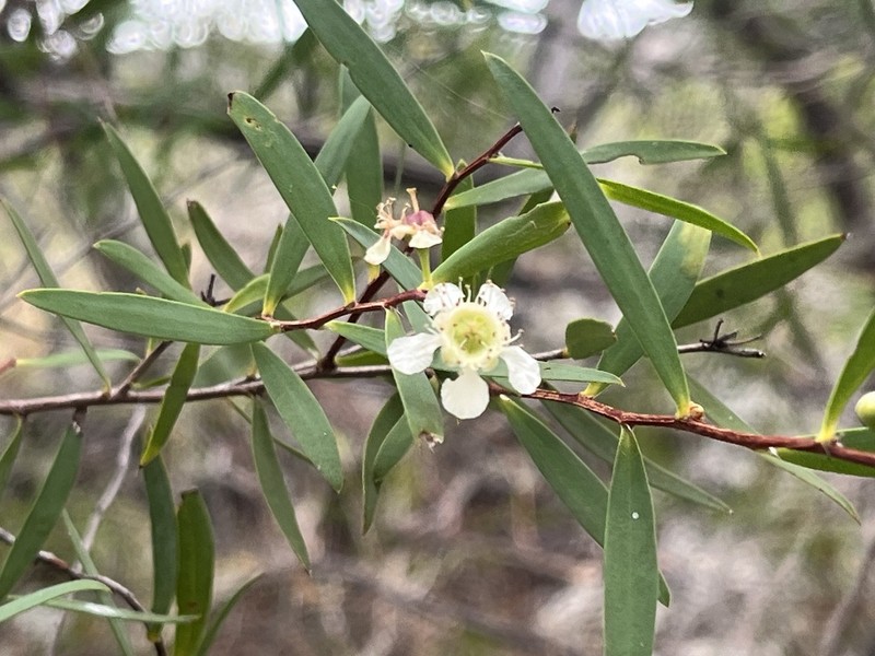 Aggreflorum pallidum photo 2