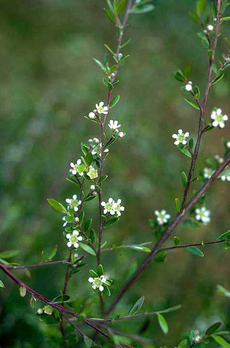 Aggreflorum purpurascens
