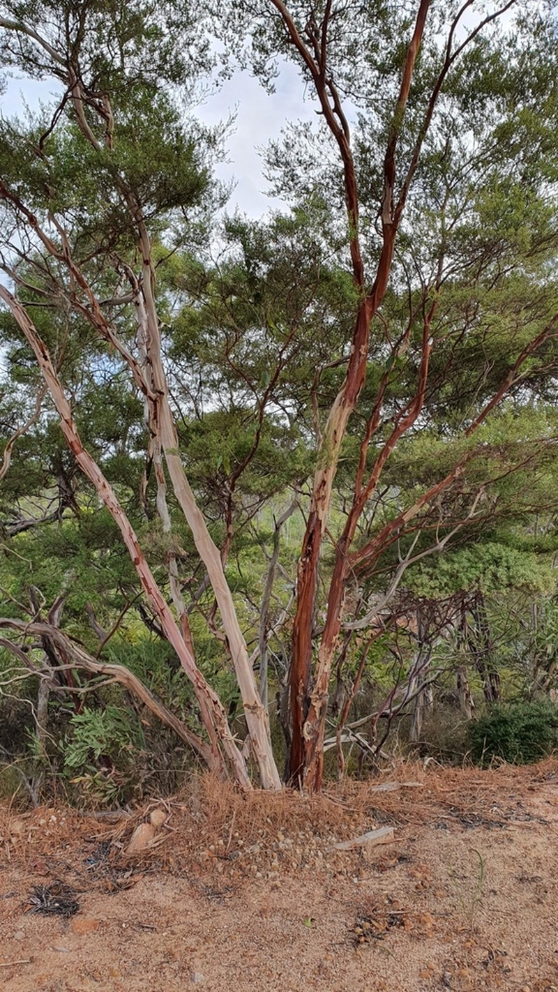 Aggreflorum purpurascens photo 2