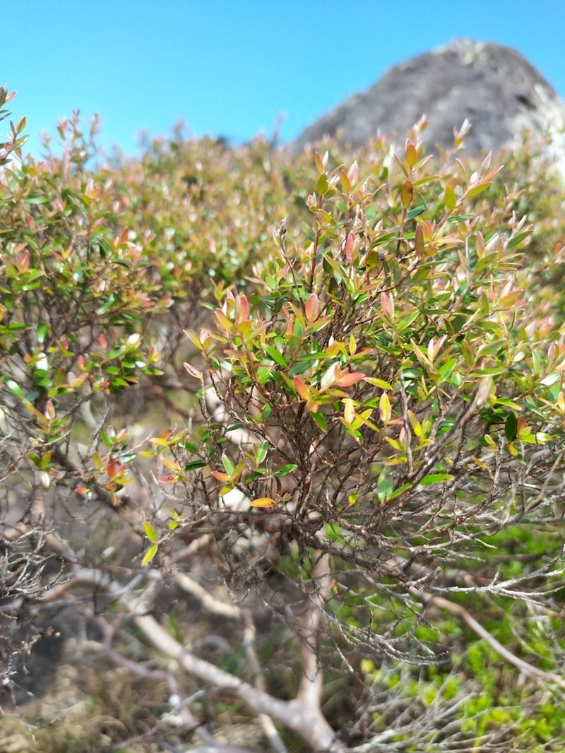 Aggreflorum purpurascens photo 3
