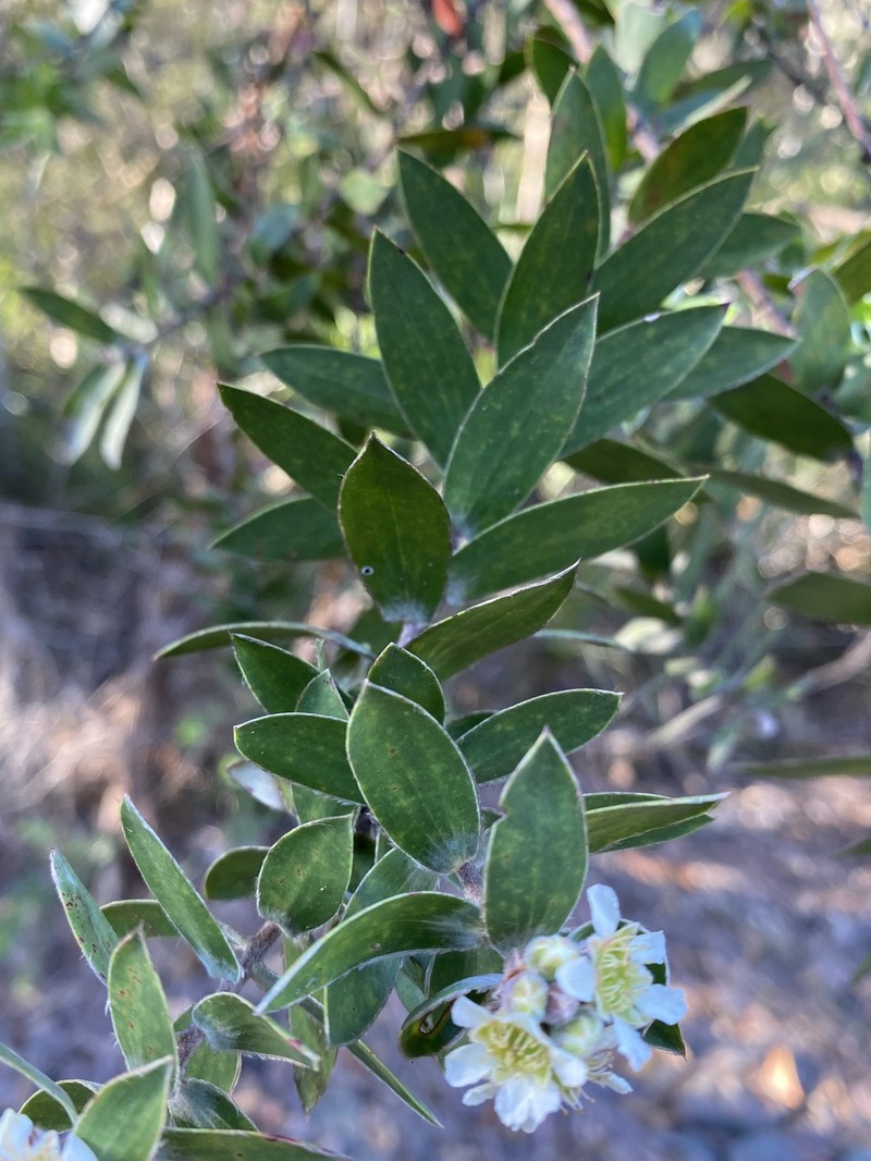 Aggreflorum speciosum