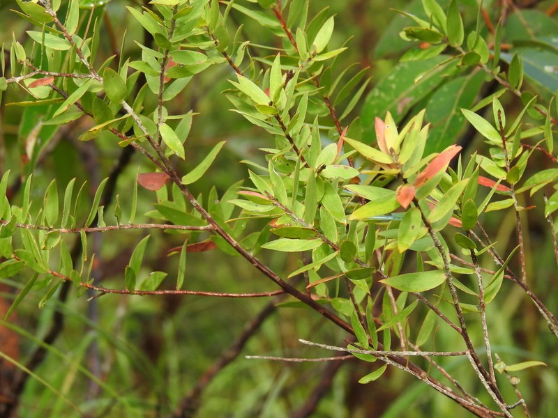 Aggreflorum speciosum photo 2