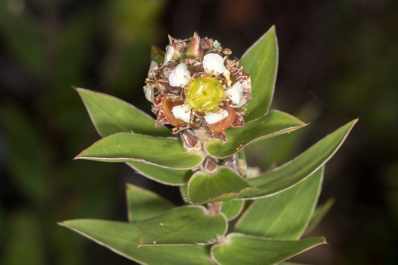 Aggreflorum speciosum photo 3