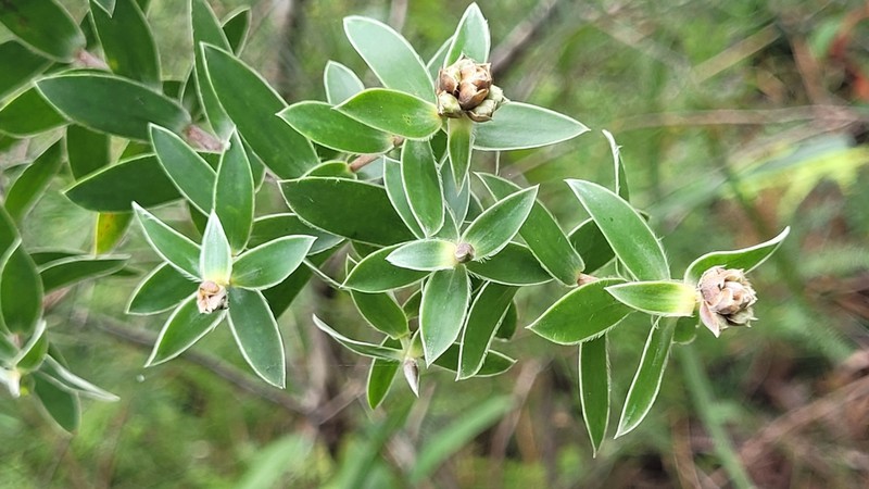 Aggreflorum speciosum photo 4