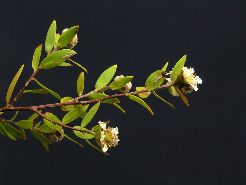 Aggreflorum speciosum photo 5