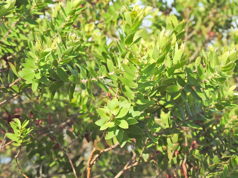 Aggreflorum speciosum photo 6