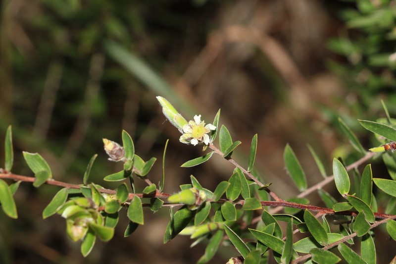 Aggreflorum speciosum photo 7
