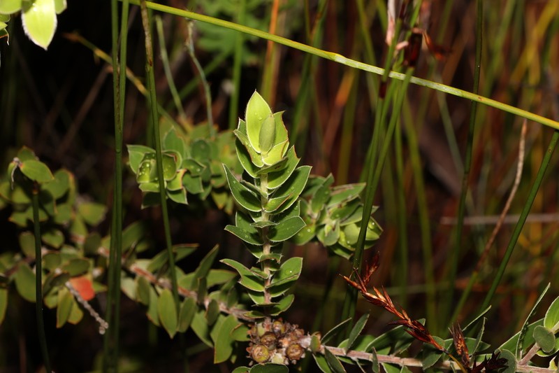 Aggreflorum speciosum photo 8