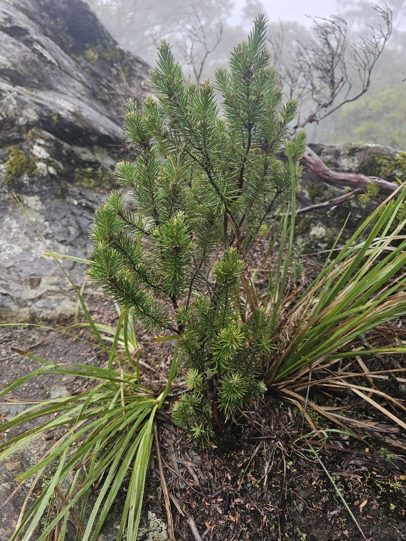 Agiortia cicatricata