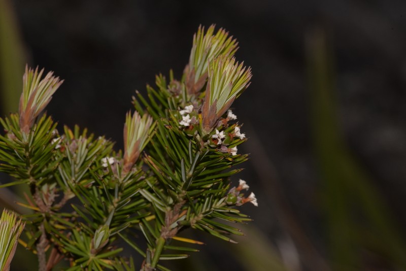 Agiortia cicatricata photo 2
