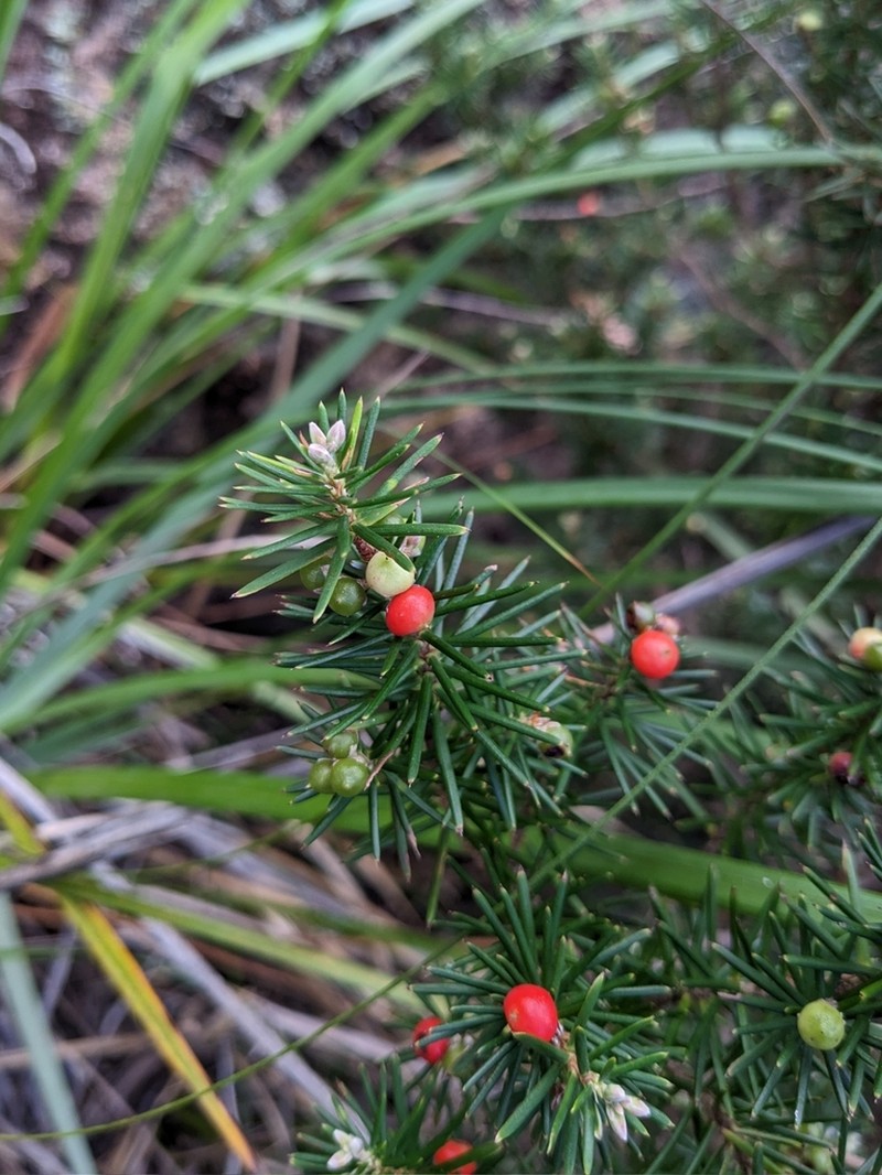 Agiortia cicatricata photo 3