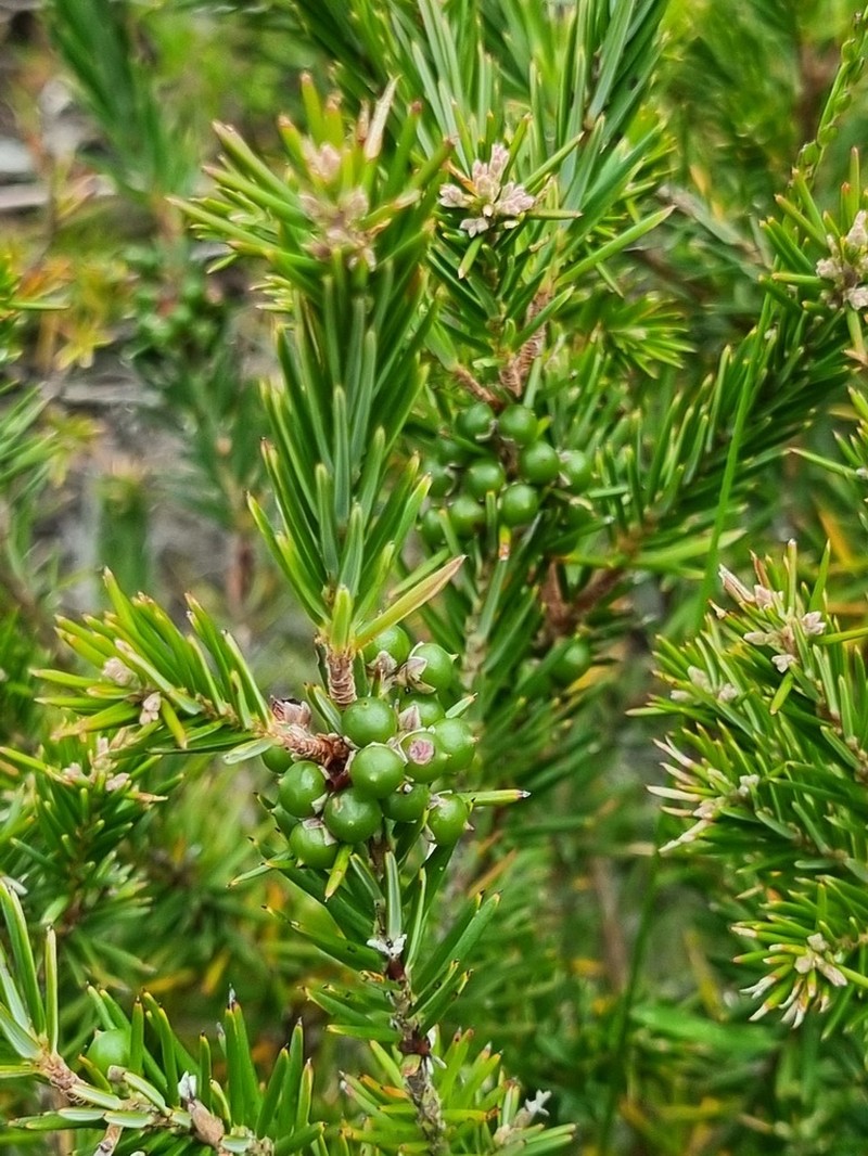 Agiortia cicatricata photo 4