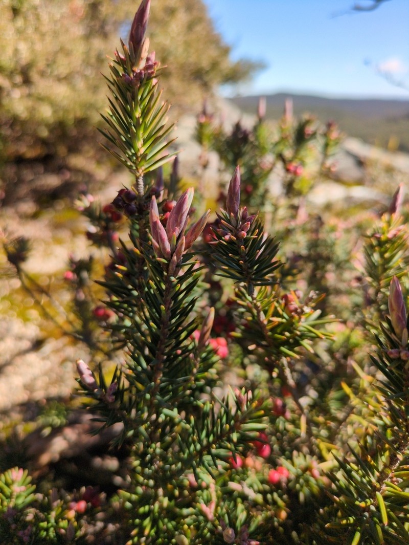 Agiortia cicatricata photo 5